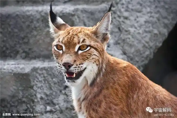 十大猫科动物:狞猫,猞猁,美洲狮