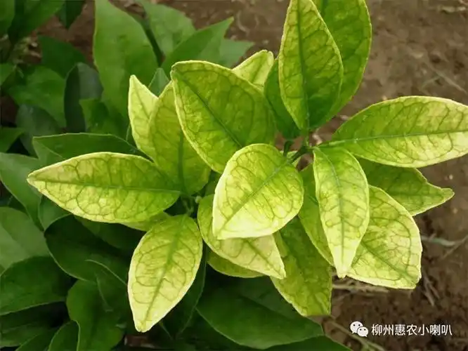 柑橘缺铁识别症状原色图谱及预防,矫正技术