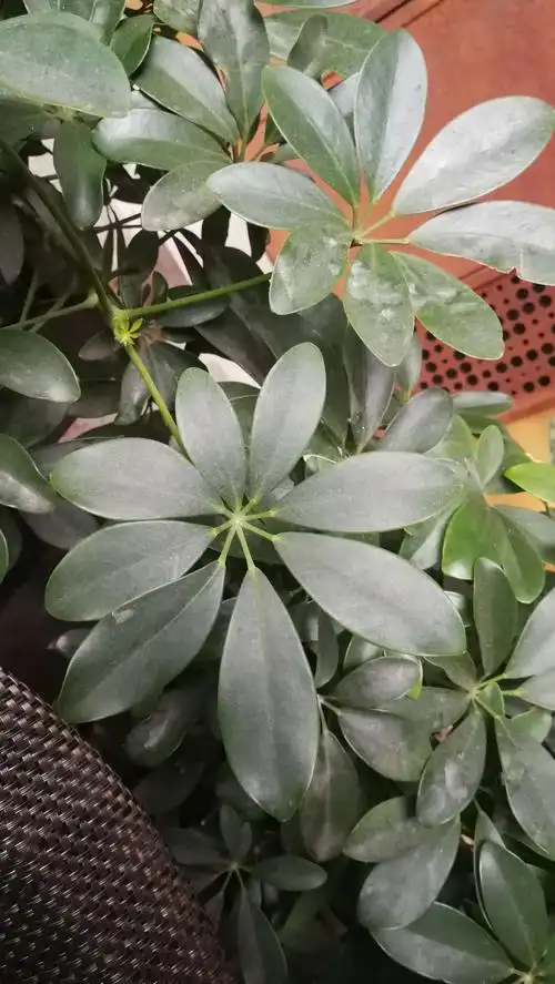 鹅掌柴—撑着一把油纸伞 - 美篇