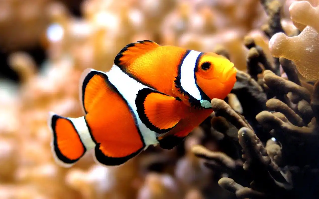 小丑鱼图片漂亮的小丑鱼图片热带鱼小丑鱼图片