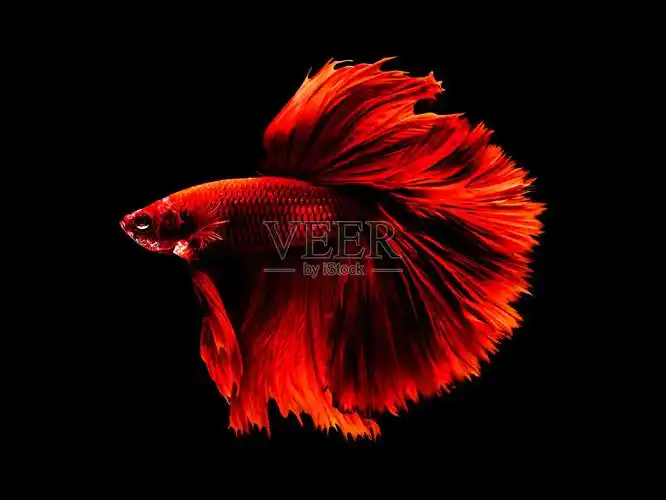 泰国斗鱼betta splendens pla-kad.