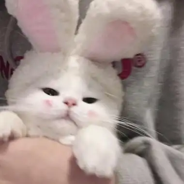 由美头网整理发布,动物头像频道提供更多与小猫,猫咪相关的头像图片