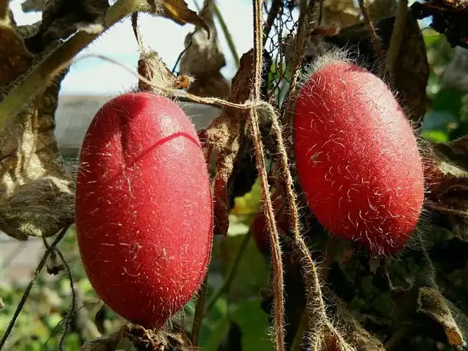 【v3max a】 赤瓟红了