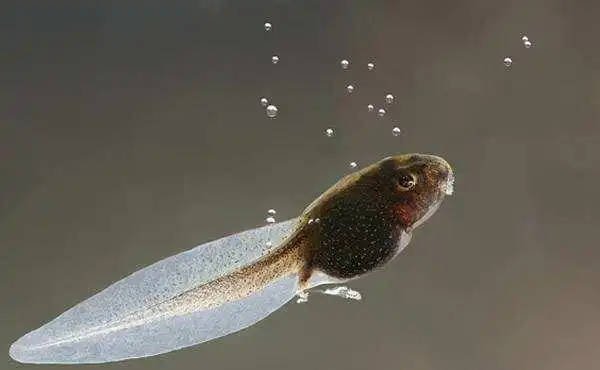 全球最大的蝌蚪全长25厘米长大后却缩水了