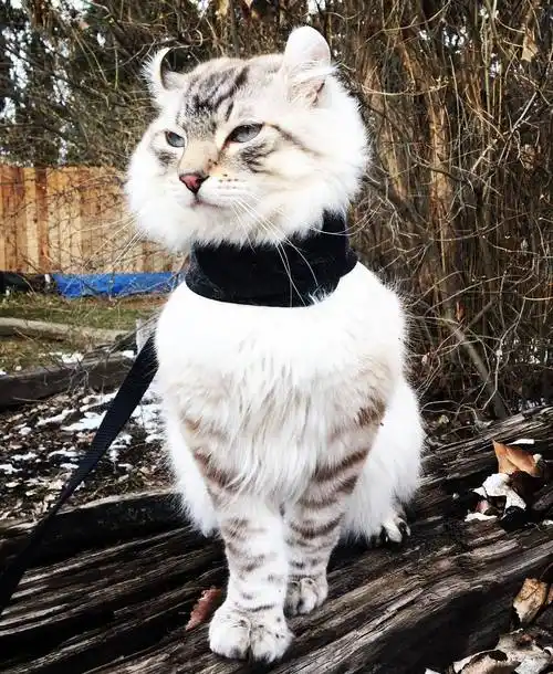 吸猫大会:高地猫cay - 知乎