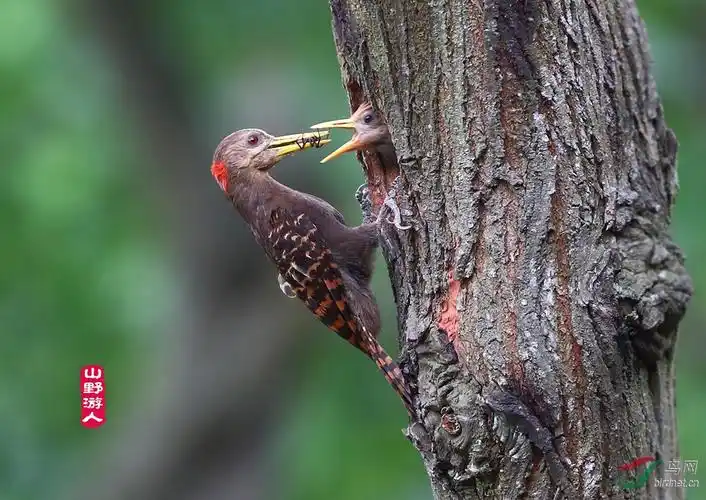 大家快来参加《广西省鸟大家选》活动!