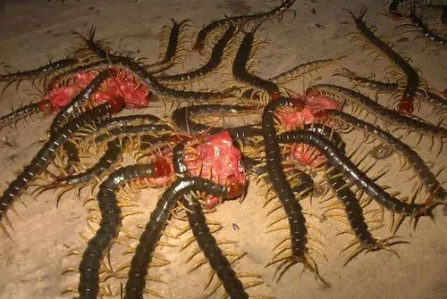 超重口味慎入!密集物体恐惧症患者请勿手贱点击