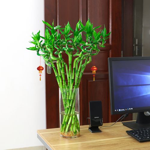 带根水养转运竹弯开运直竹水竹竹子室内办公室绿植