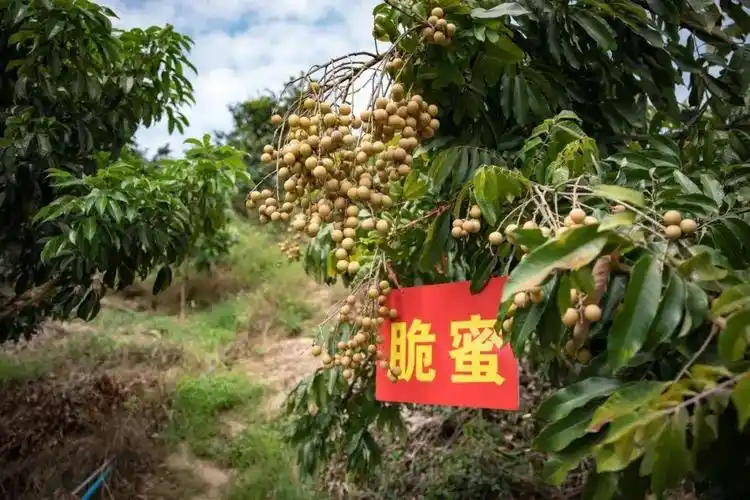 桂圆和龙眼还有荔枝是一样东西吗(桂圆龙眼荔枝是一个东西吗)插图