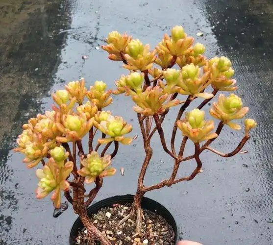 起初很嫌弃的多肉小人祭变成造型桩之后已经爱不释手了