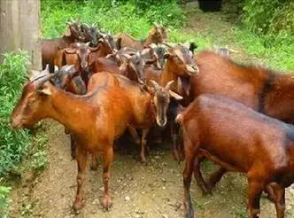 红毛山羊肉质香 山区农民爱养红毛羊