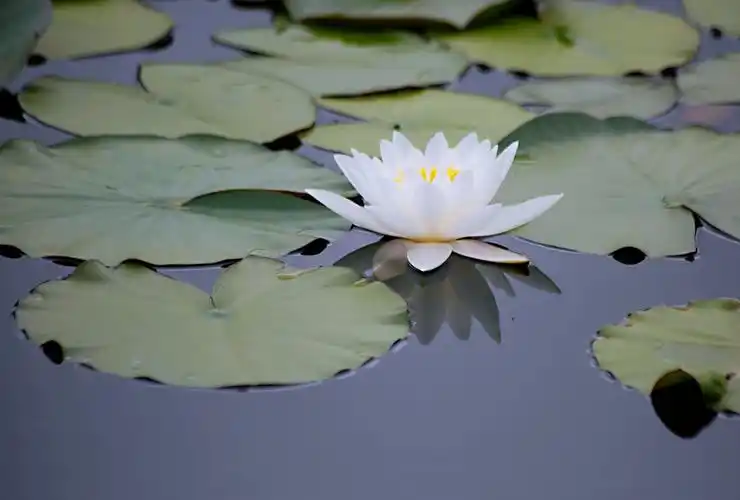 水中莲花心上佛