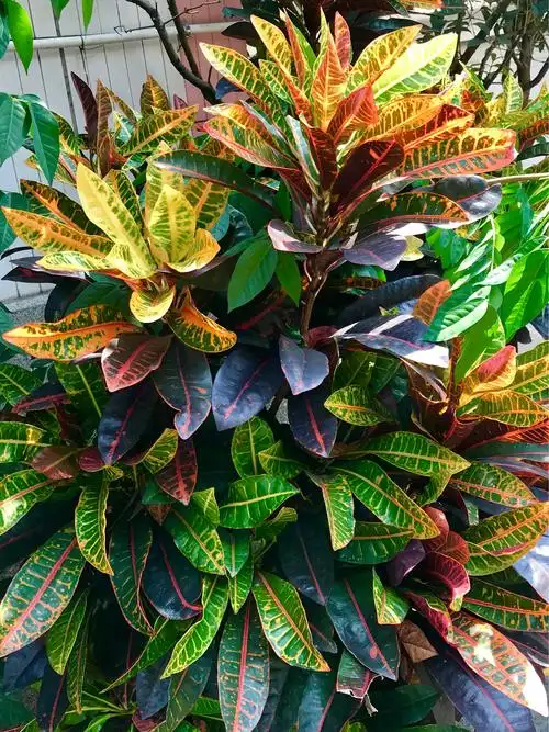 《花木情缘》专辑2一一一变叶木,别名洒金榕.