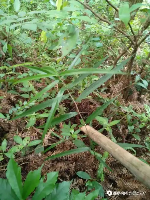 农村有一种牛奶树,拿它的根煲汤很美味,很多人不认识,来看看吧