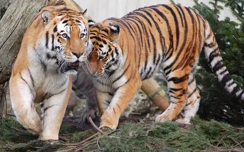 宽屏桌面 狮子老虎-1