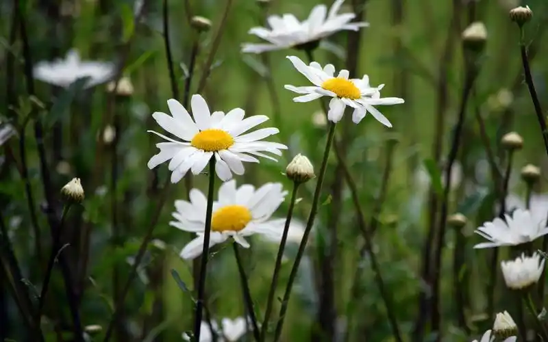 小清新唯美白色雏菊图片桌面壁纸