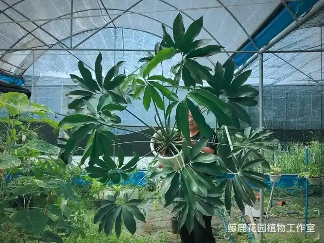 甩起来巨无霸的印第安羽毛蔓绿绒