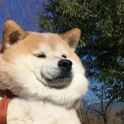 治愈可爱搞怪小动物微信头像好运