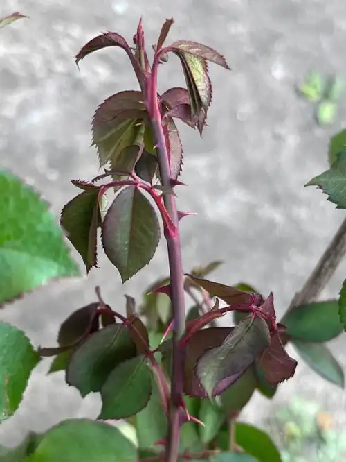 求助这是被劲蜂咬了吗