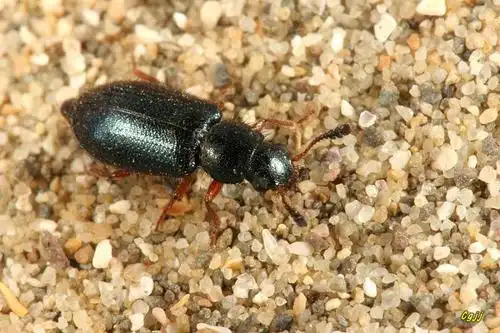 赤足郭公虫necrobia rufipes (degeer, 1775)