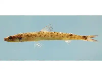 加勒比海蛇鲻 | saurida caribbaea(动物 | 辐鳍鱼类)