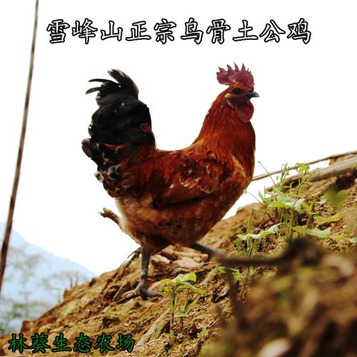 湖南雪峰乌骨鸡土鸡散养乌鸡走地鸡放养农家老公鸡柴鸡月子鸡两只