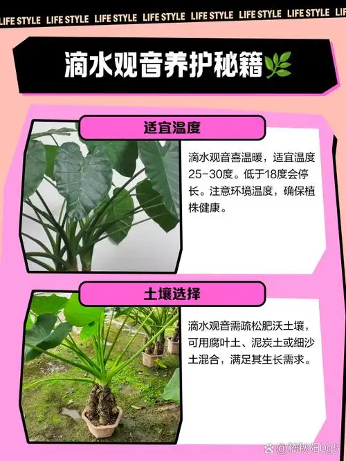滴水观音养护秘籍🌿