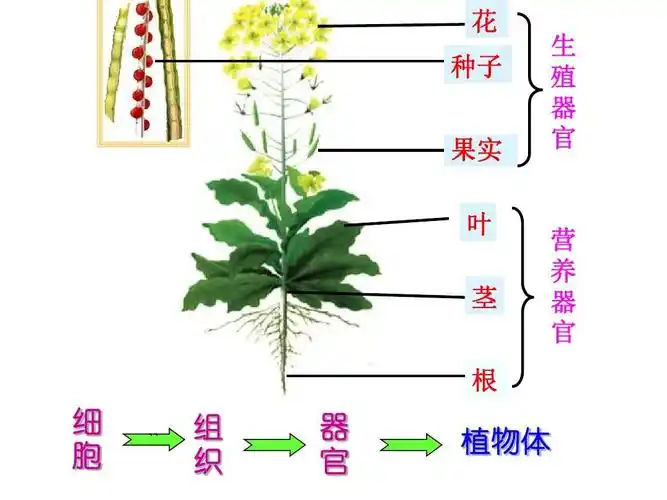 多细胞生物体的组成ppt