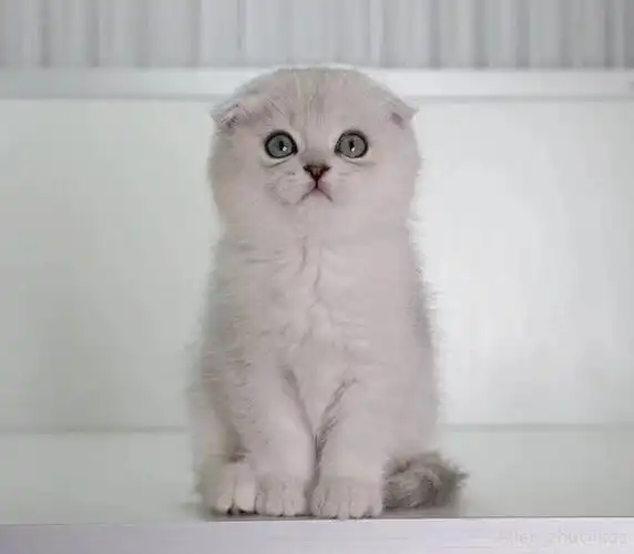 银渐层折耳来看看拉