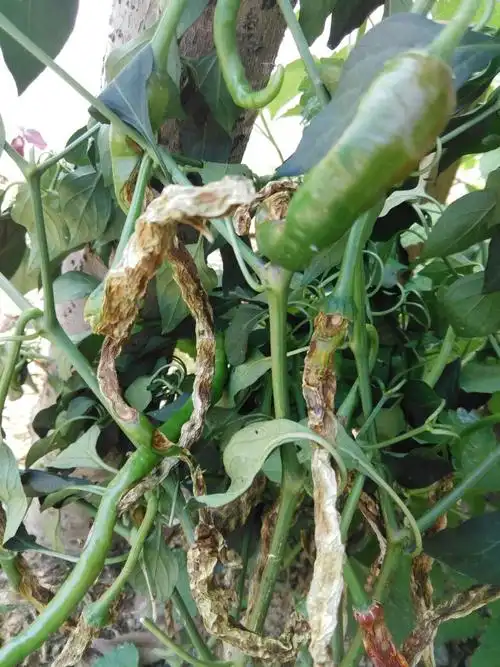 请问这是辣椒的炭疽病吗?有特效一点配方吗?