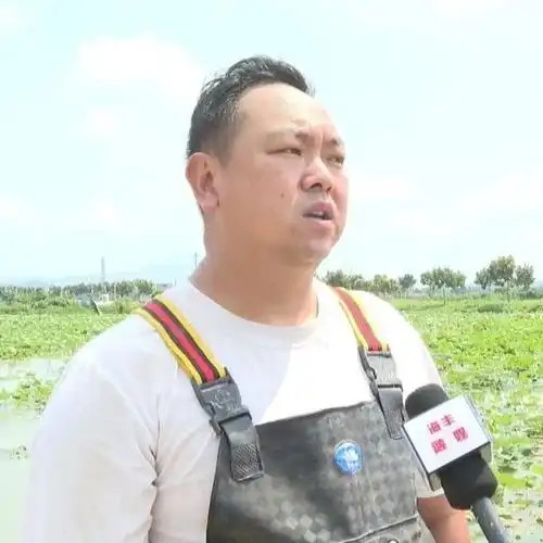 陶河镇陶新村:采藕荷塘 笑语"莲莲"_海丰县人民政府