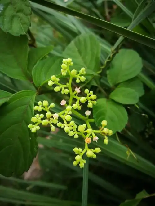 野花野草 | 5月下旬