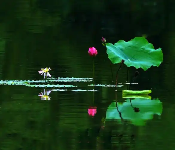 又荷花烂漫季!摄狼 2018夏天荷塘摄影作品