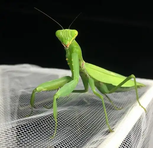 螳螂顺丰包邮宠物幼体中华大刀广斧腹棕静薄其他爬虫