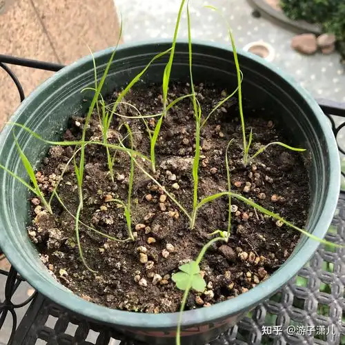 兔尾草生长记录