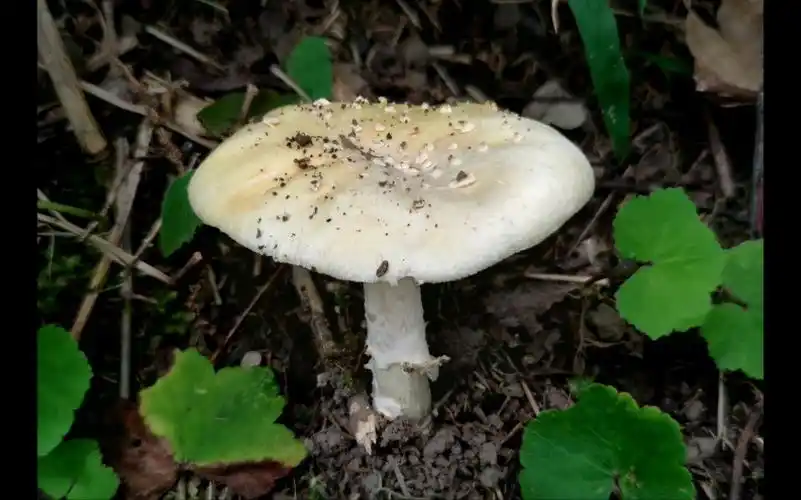 豹斑毒鹅膏——摄于张家界