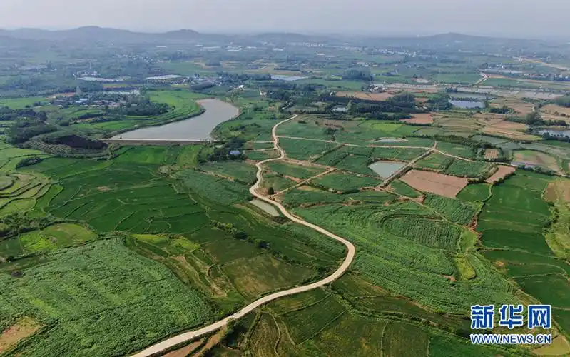 江淮分水岭高粱绿山岗