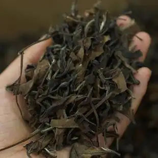 福鼎高山白茶野生老白茶