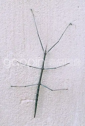 stick insect