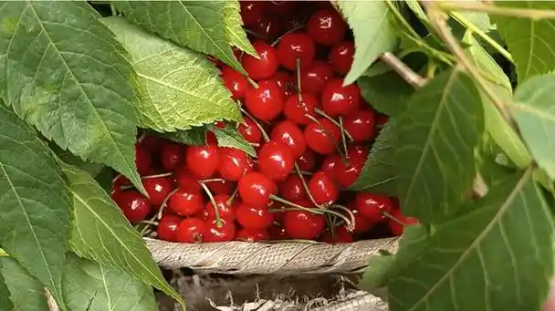 镇宁樱桃熟了 赶快来尝尝初恋的味道