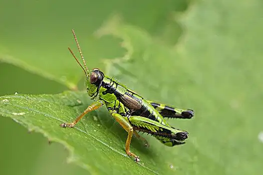 蝗虫图片_蝗虫图片大全_蝗虫图片素材