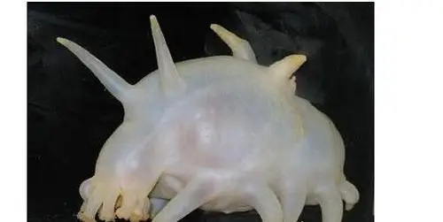 世界上最可爱的海洋生物海猪是一种十分圆润的可爱生物