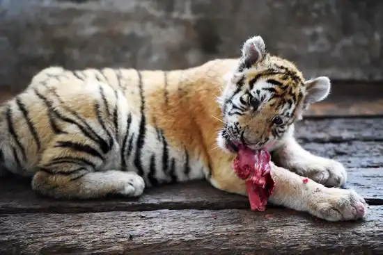 老虎"挑食"只吃肉不吃蔬菜,它为什么会不缺乏维生素?