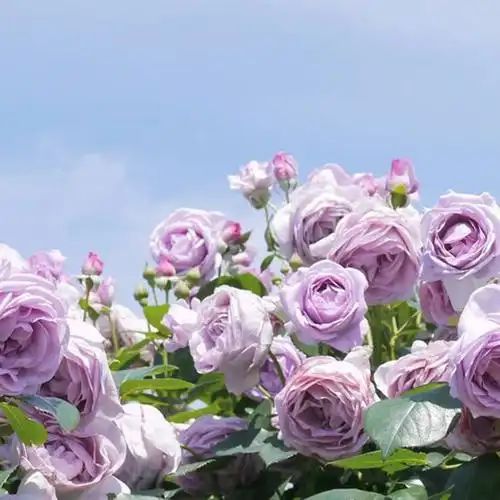 月季花苗蓝色阴雨 蓝雨月季花苗藤本爬藤花卉庭院地栽月季玫瑰