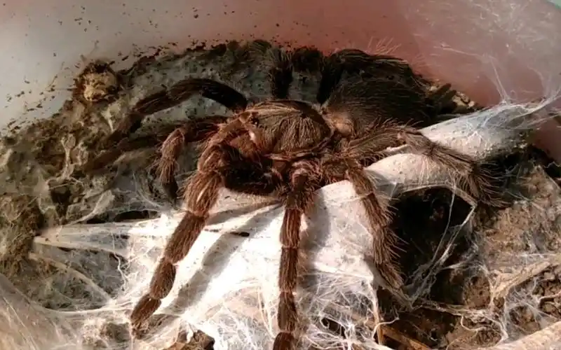 印度小哥在西孟加拉邦野采的捕鸟蛛缨毛蛛属的本地捕鸟蛛养起来就是