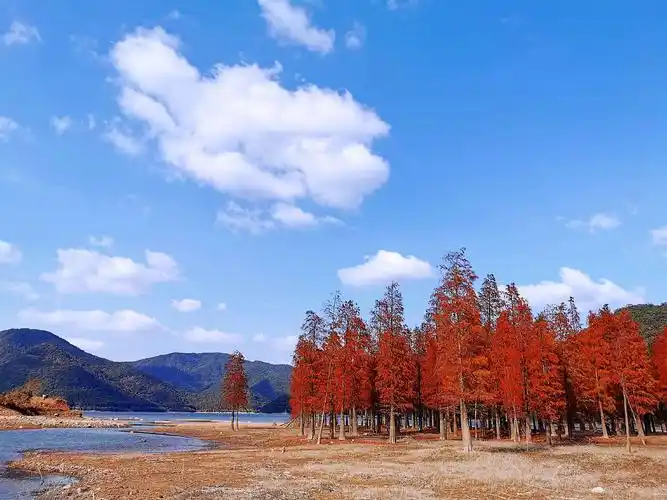 一树红霞入云霓——太白湖的红杉树