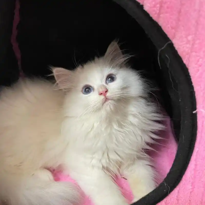 蓝眼睛超漂亮,长毛,比家里原住民长毛银渐层的毛毛还要长.