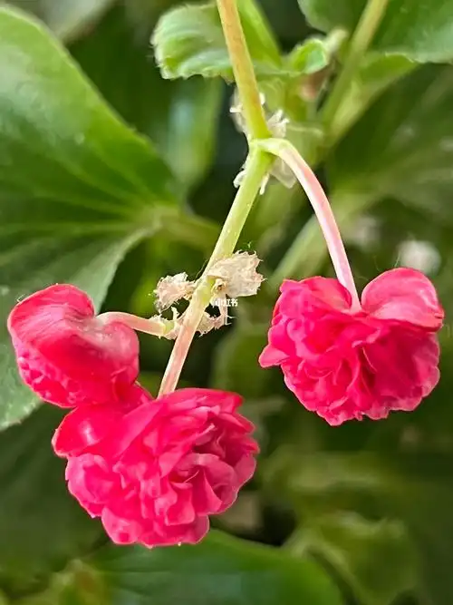 玻璃球重瓣玻璃海棠