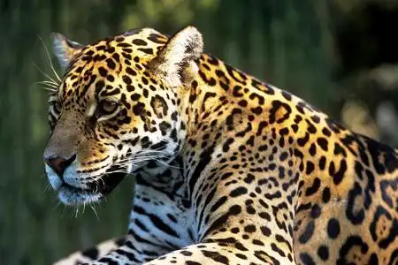 你知道全世界有多少种猫科动物吗?