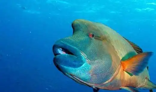 全球10大濒临灭绝的海洋动物有不少是人为原因造成你知道吗